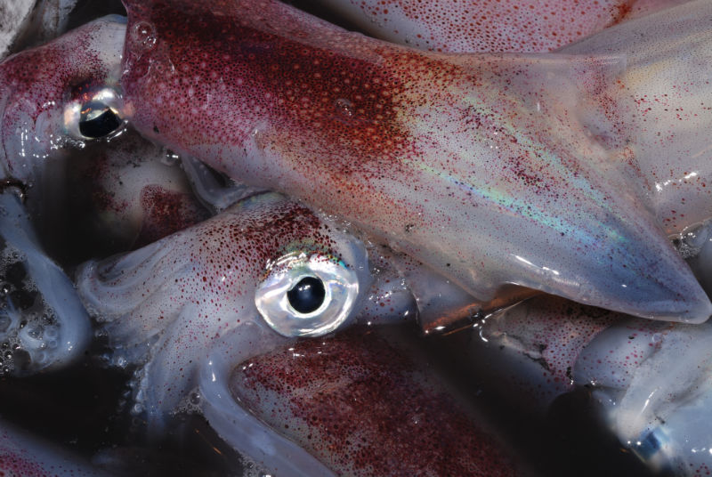 CALAMARI STRAORDINARI_01