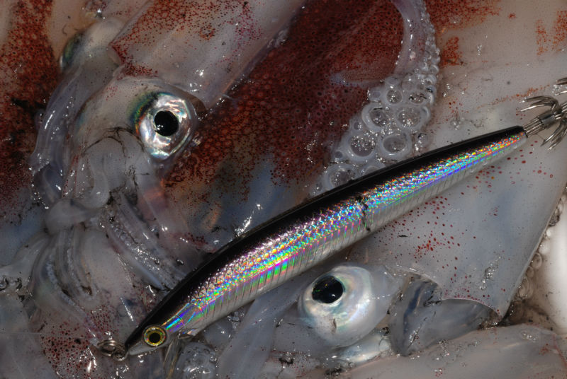 Calamari con_minnow_della_Yamashita