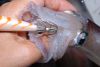 Un calamaro_catturato_con_un_minnow_Rapala_cm_9